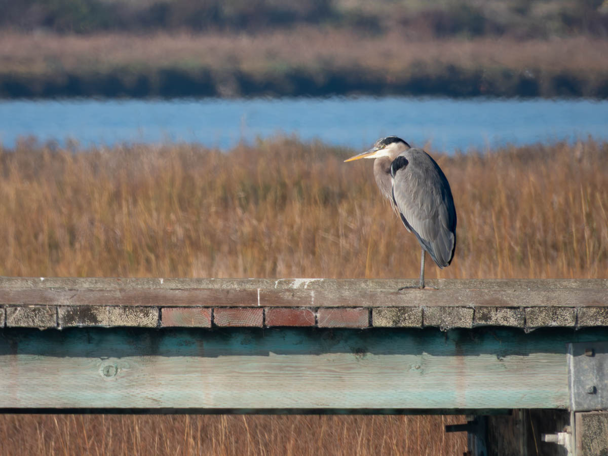 Great Blue Heron