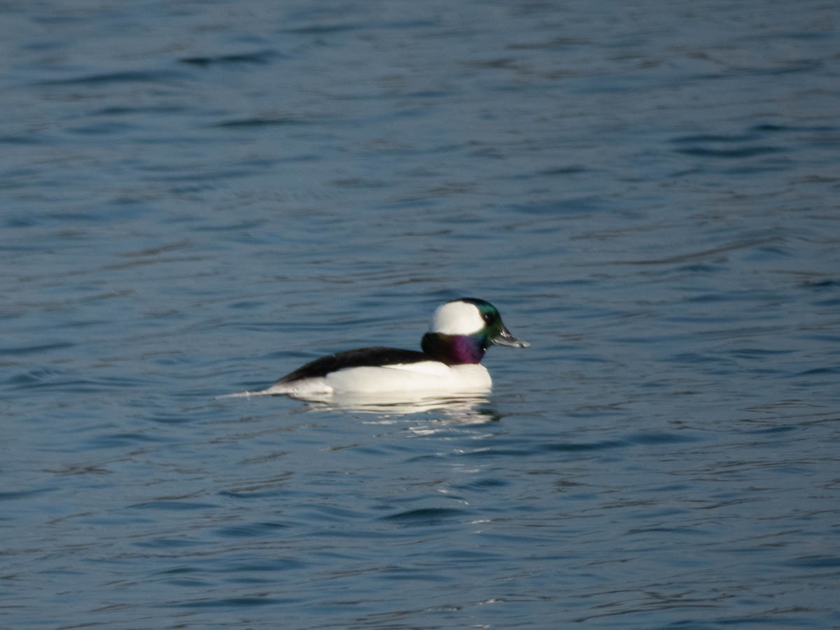 Bufflehead