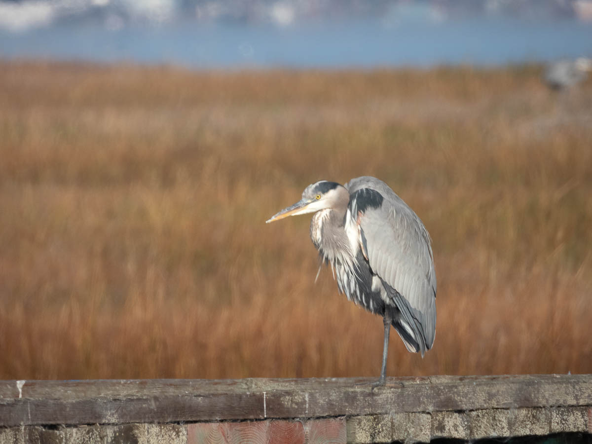 Great Blue Heron