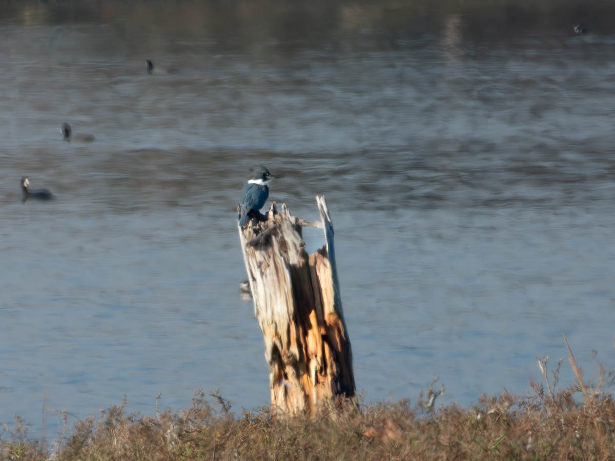 Belted Kingfisher