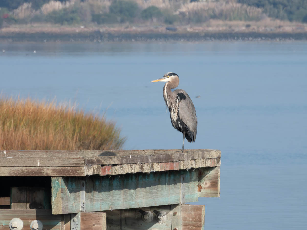 Great Blue Heron