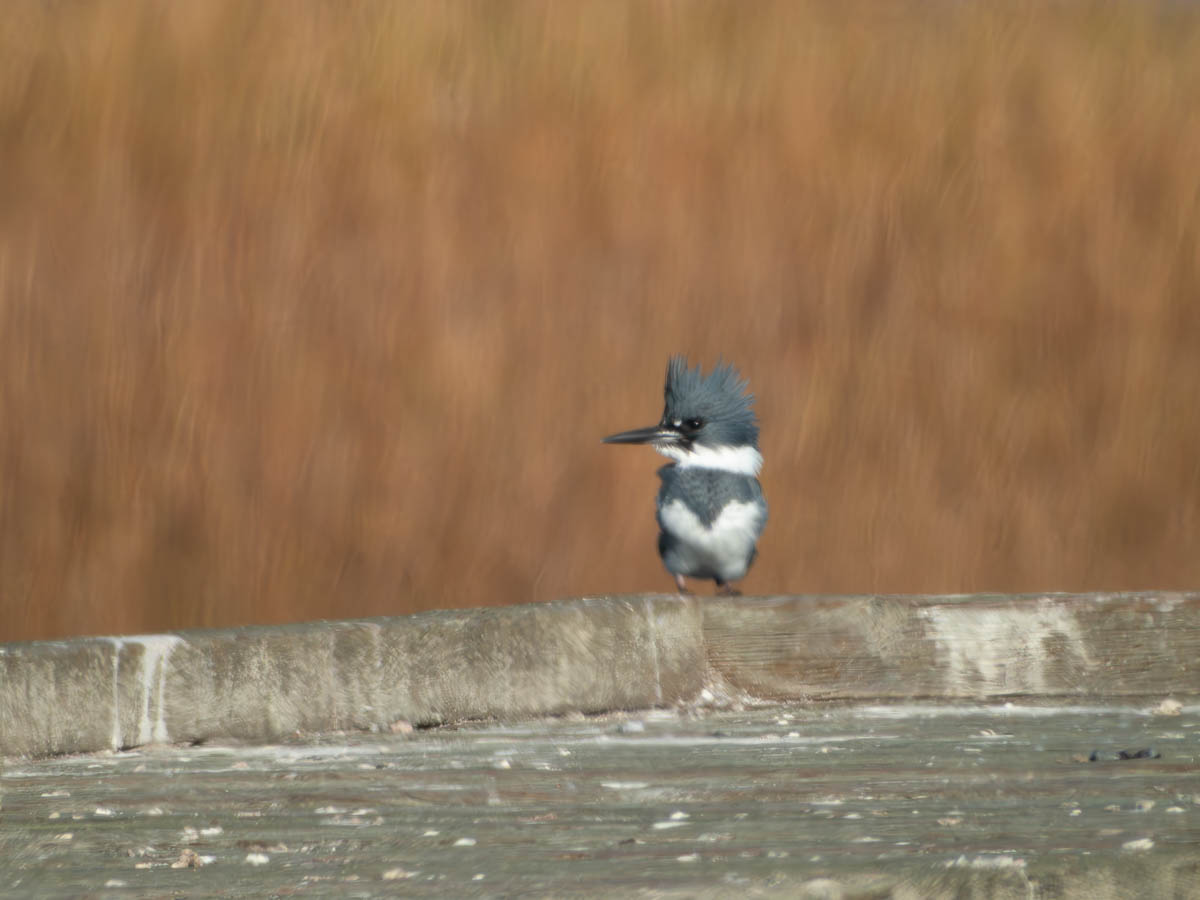 Belted Kingfisher