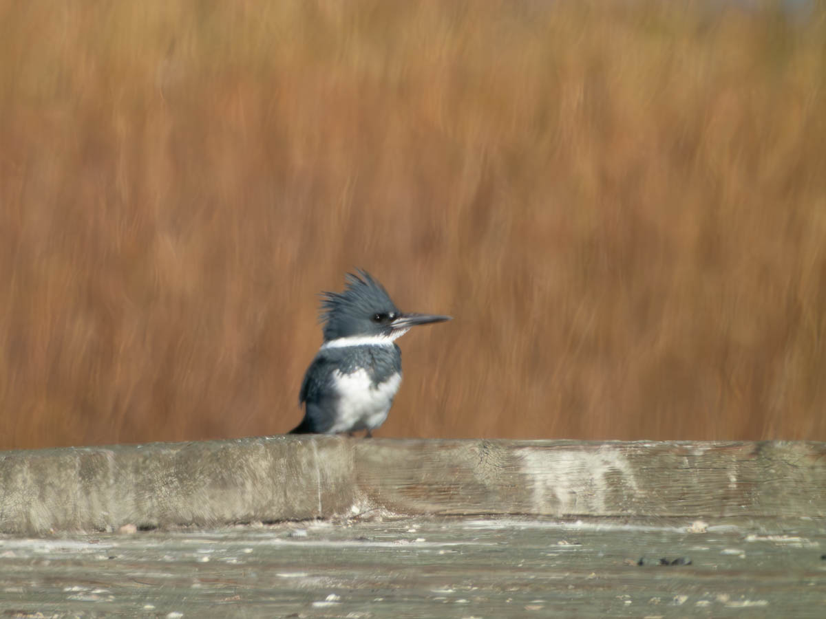 Belted Kingfisher