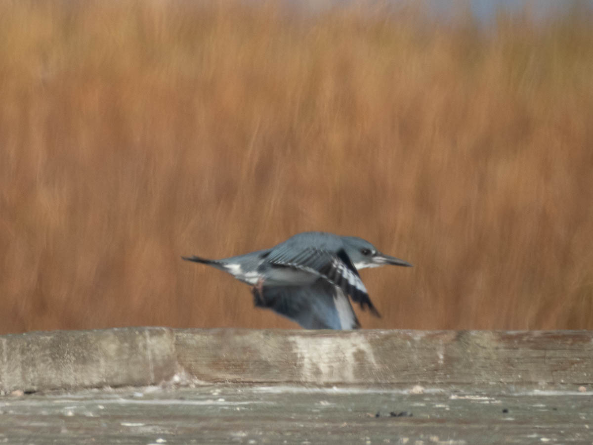 Belted Kingfisher