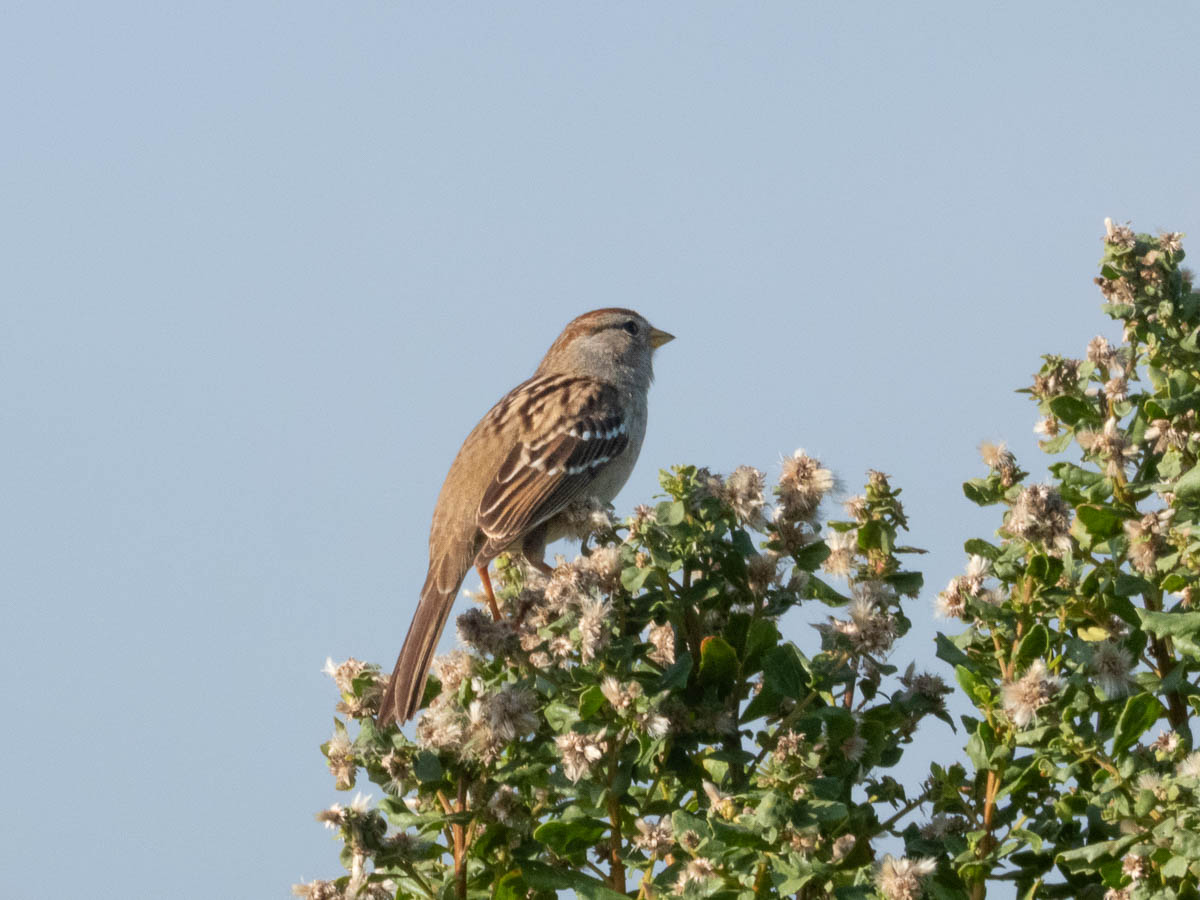 White-Crowned Sparrow