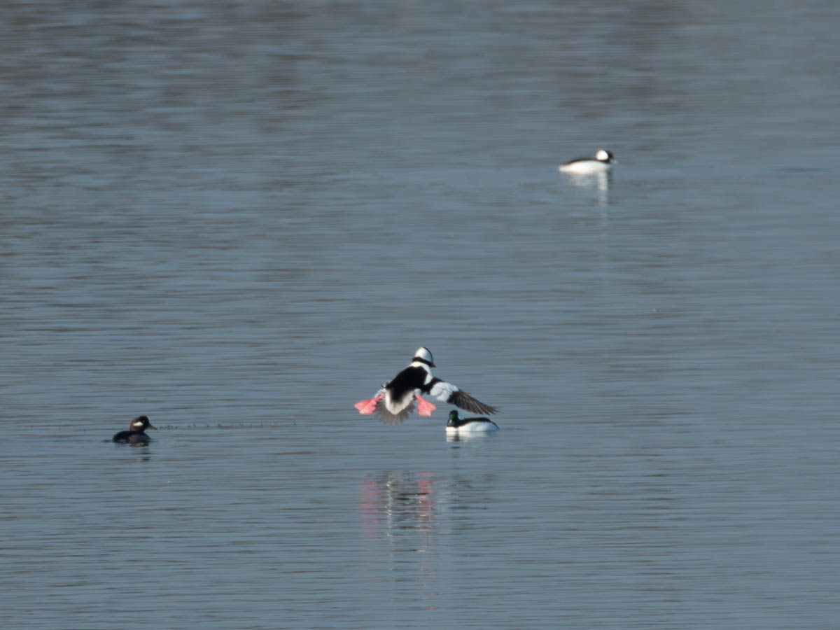 Bufflehead