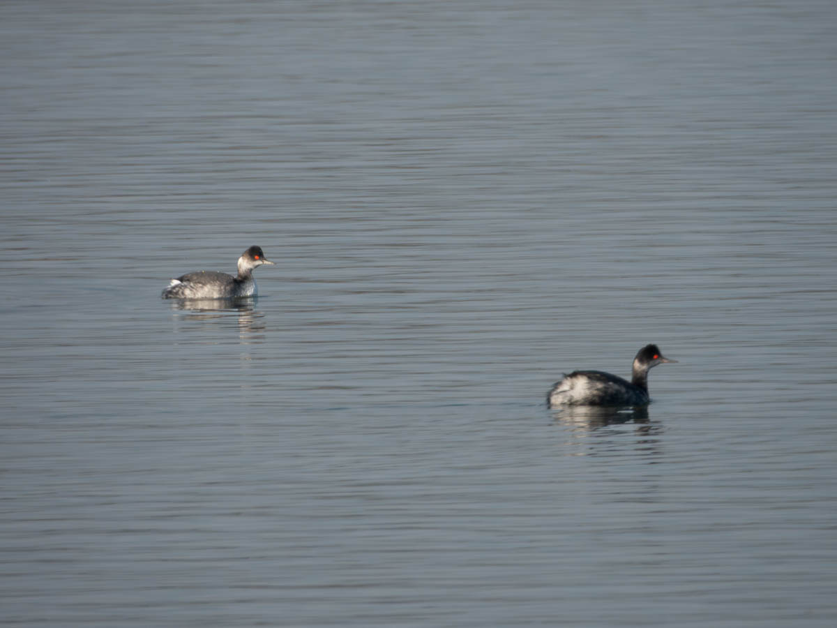 Eared Grebe