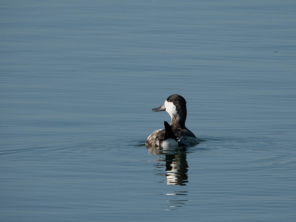 Ruddy Duck