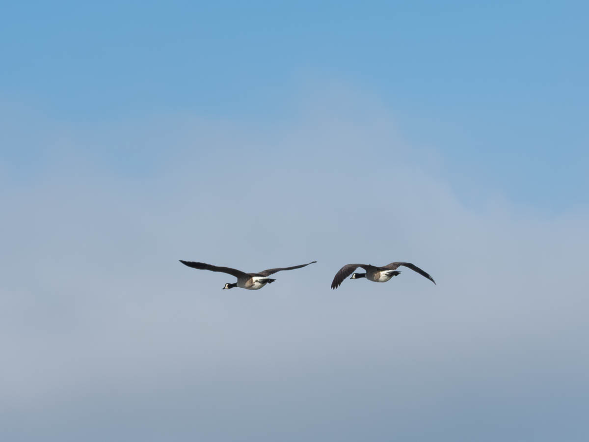 Canada Goose
