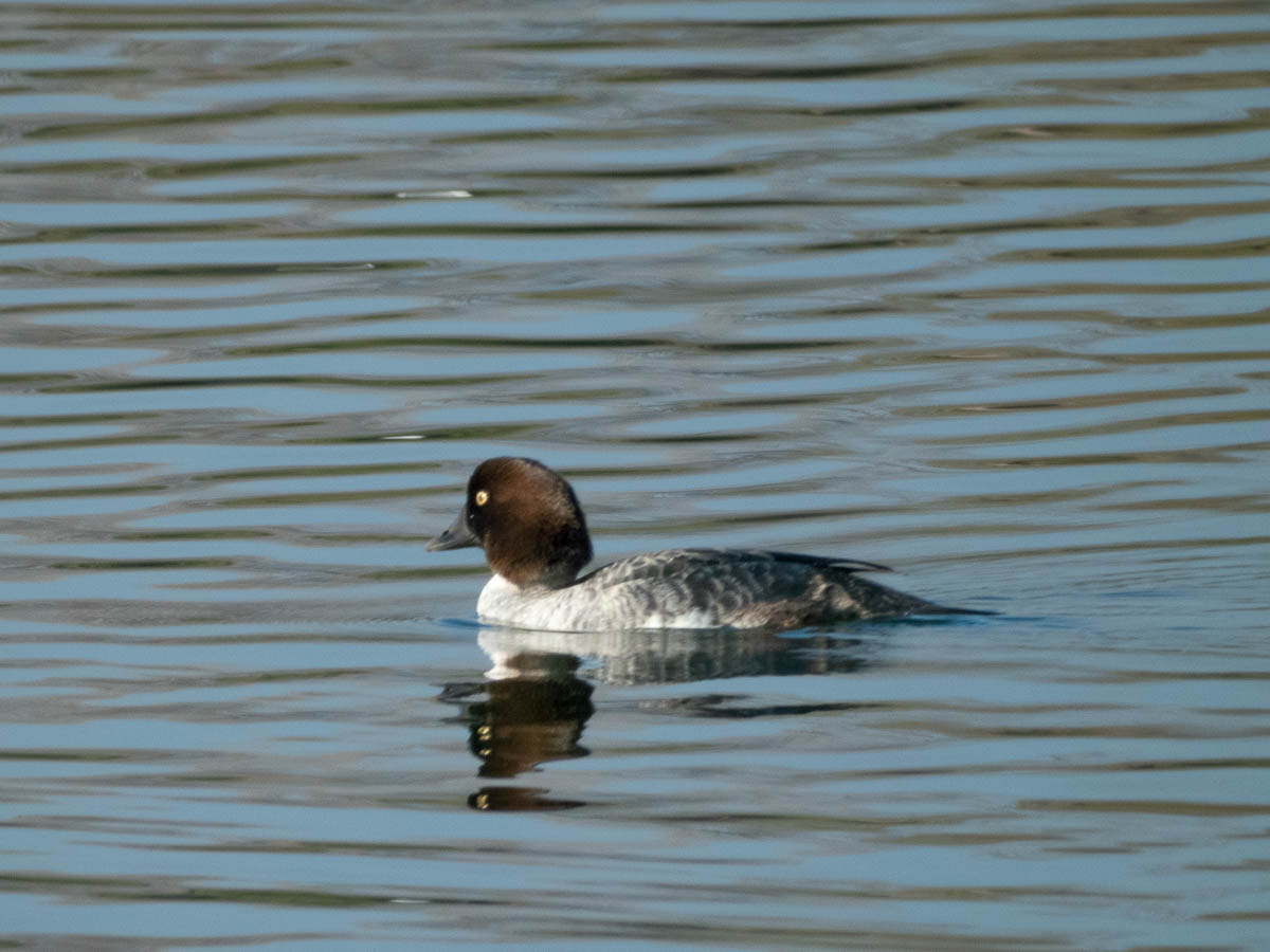 Common Goldeneye