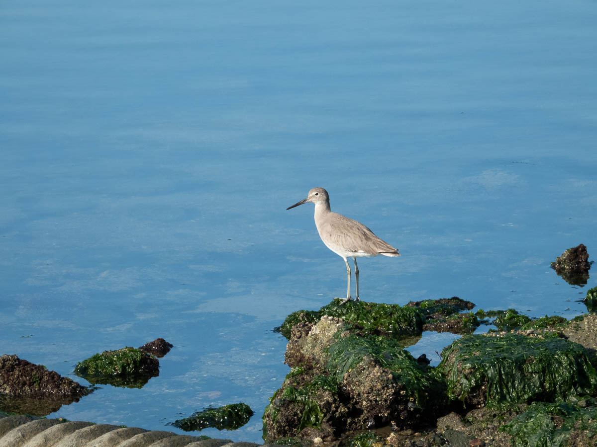 Willet