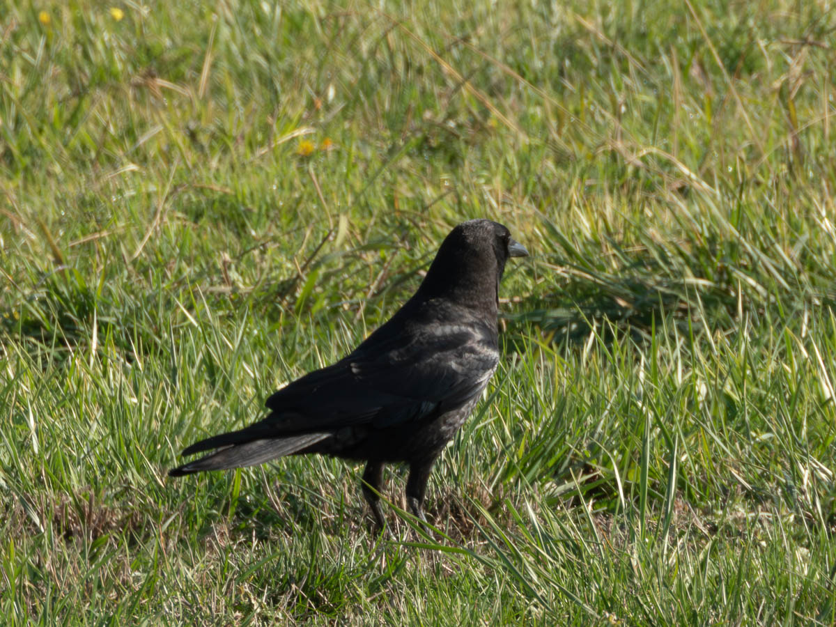 American Crow