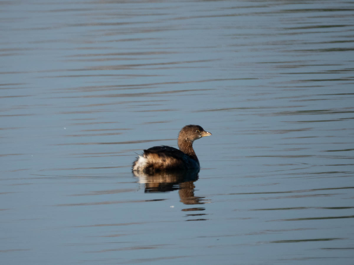 Pied-Billed Grebe