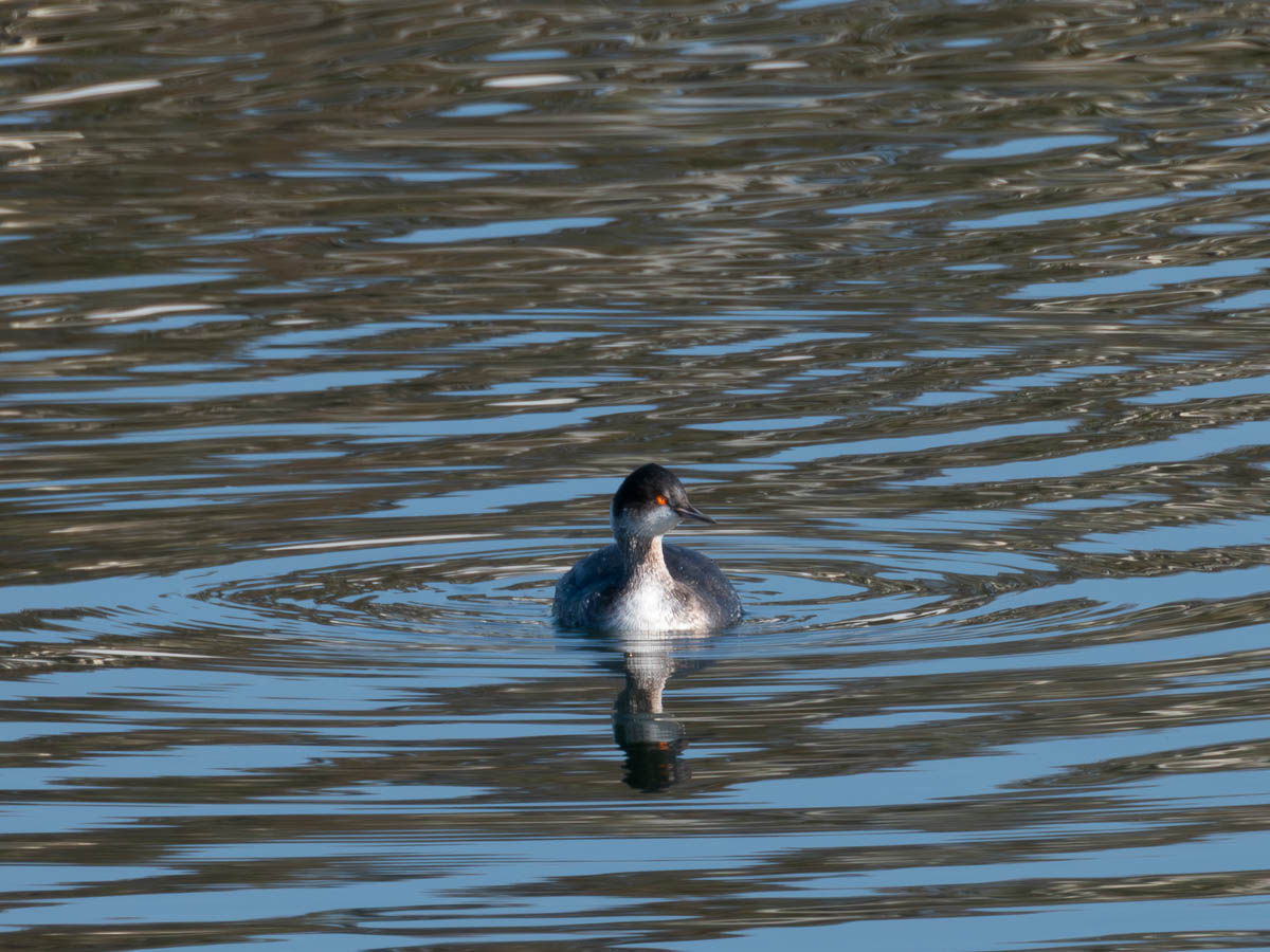 Eared Grebe