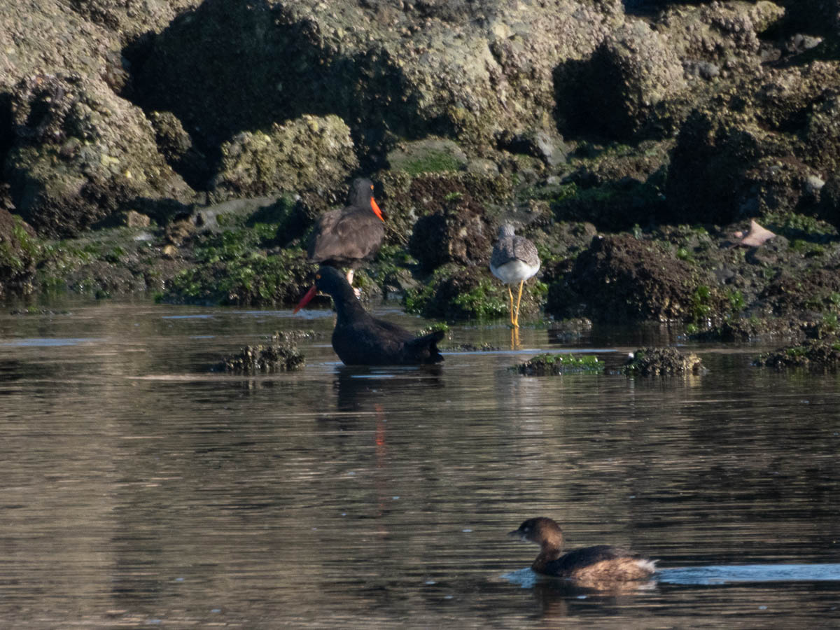 Arrowhead Marsh