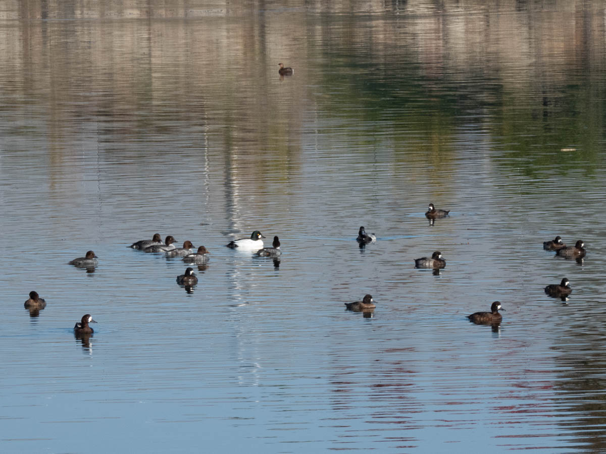 Arrowhead Marsh