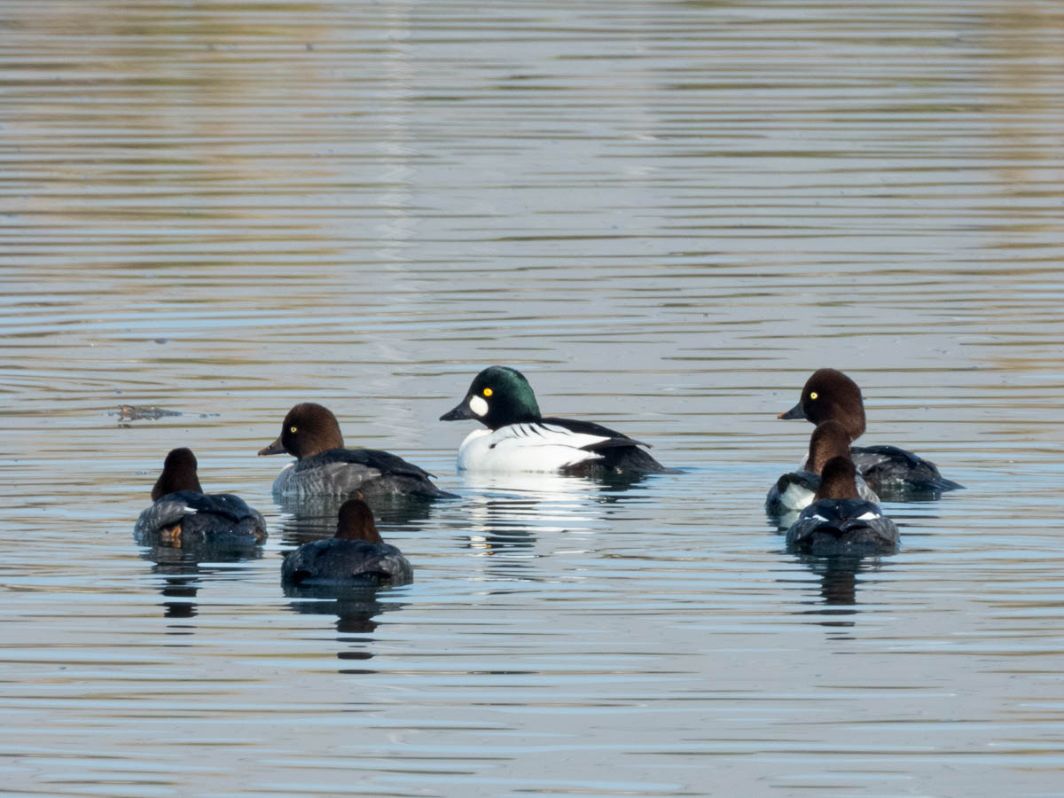 Common Goldeneye