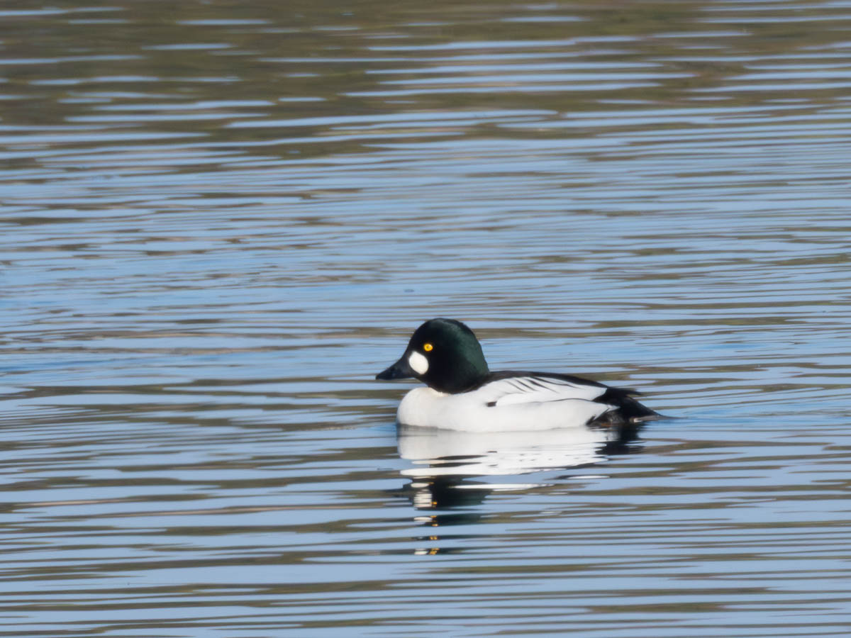Common Goldeneye