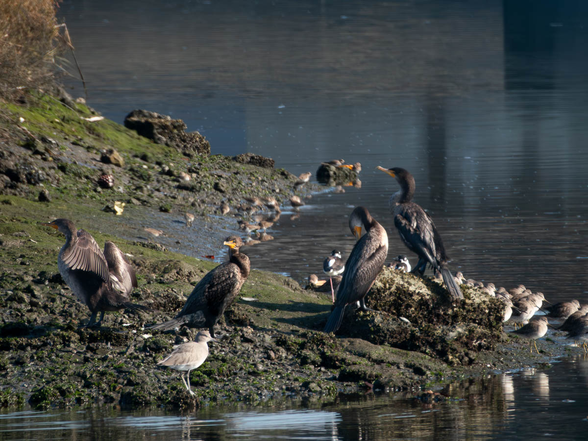 Arrowhead Marsh