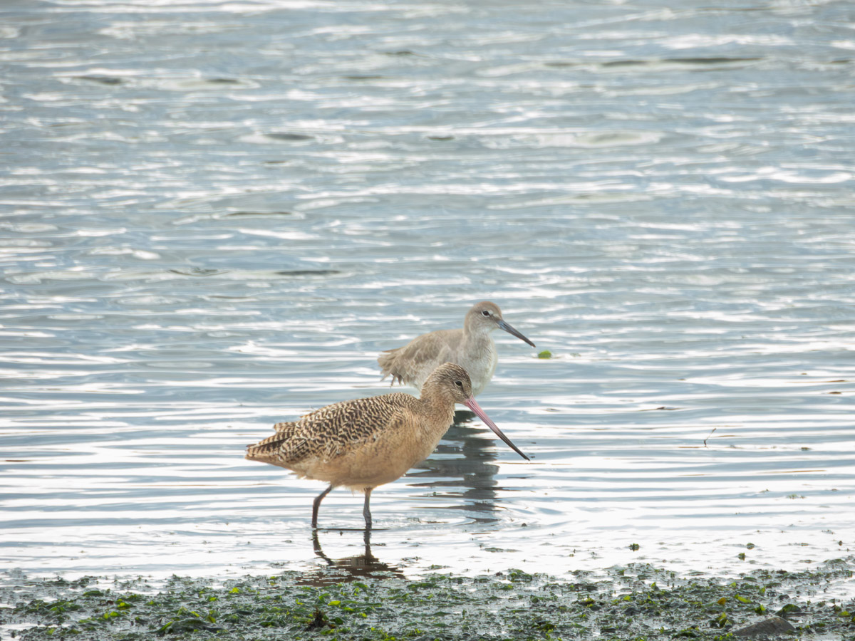 Marbled Godwit