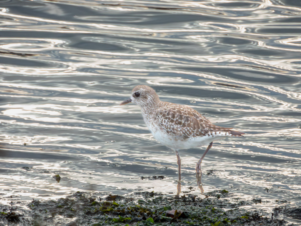 Black-bellied Plover