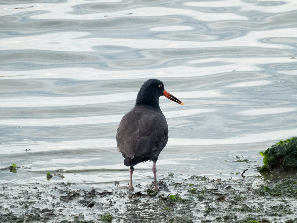 Black Oystercatcher