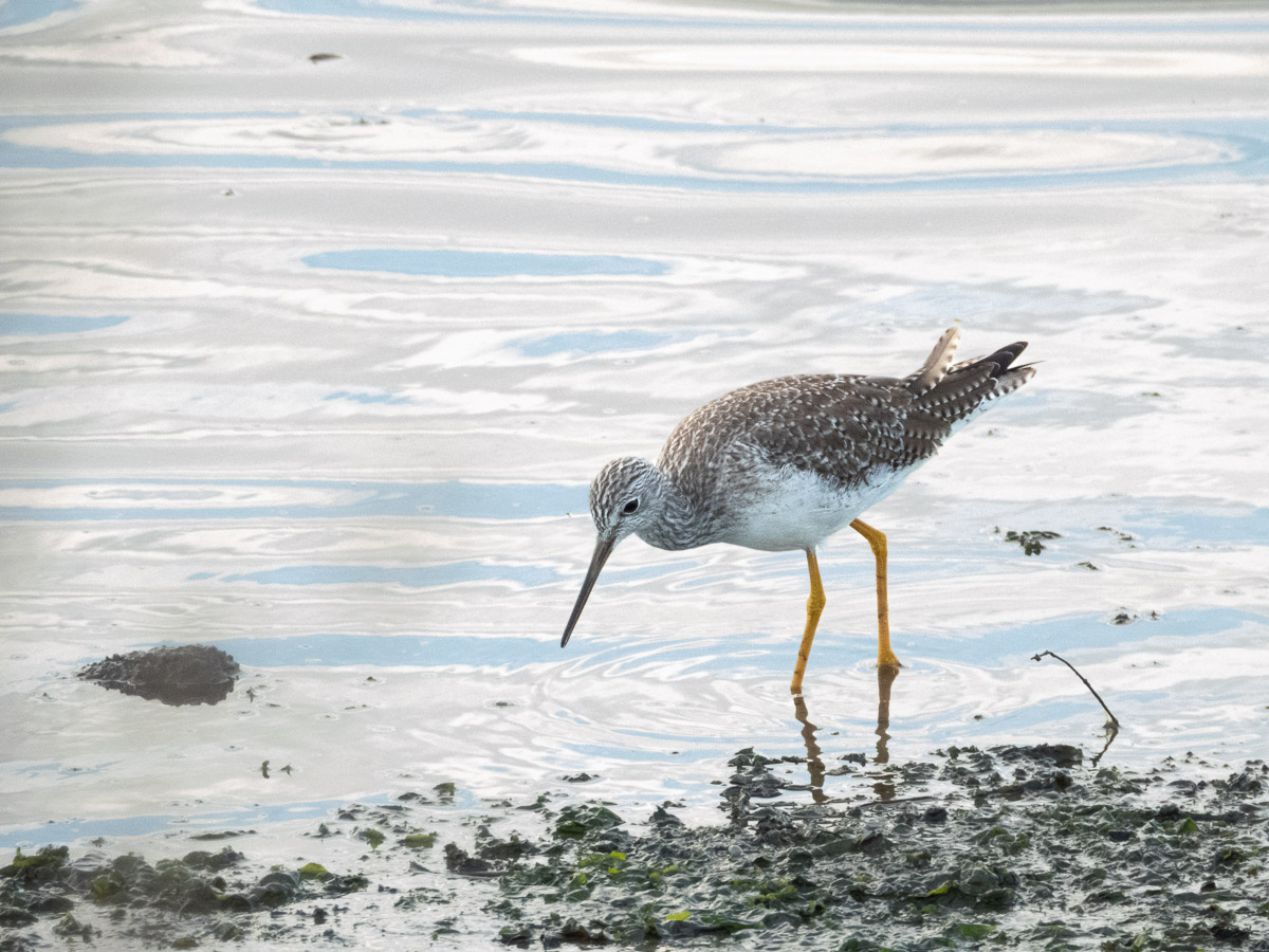 Greater Yellowlegs