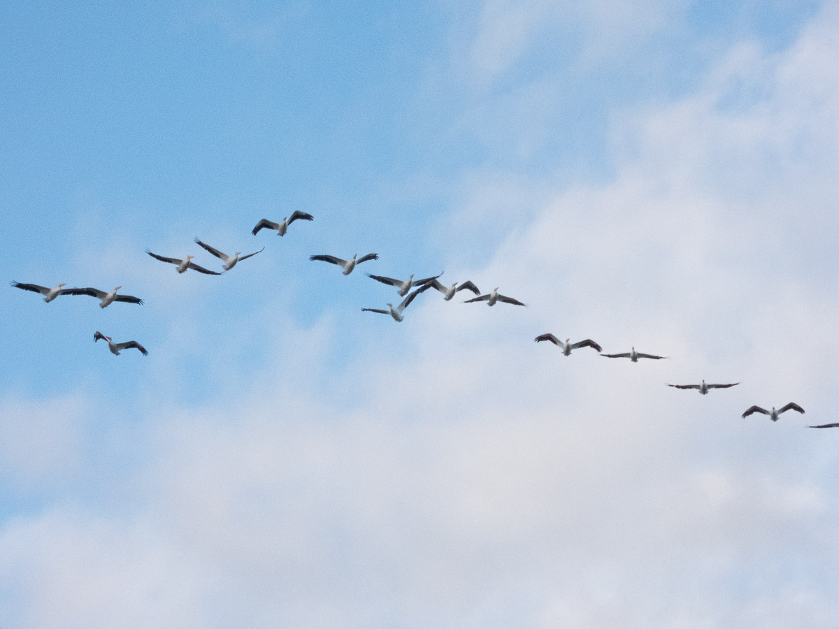 Brown Pelican
