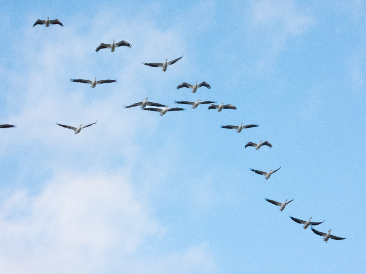 Brown Pelican