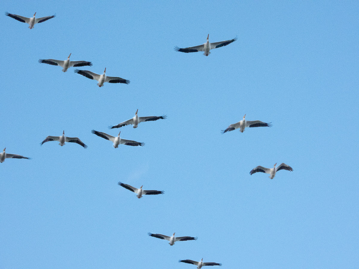 Brown Pelican
