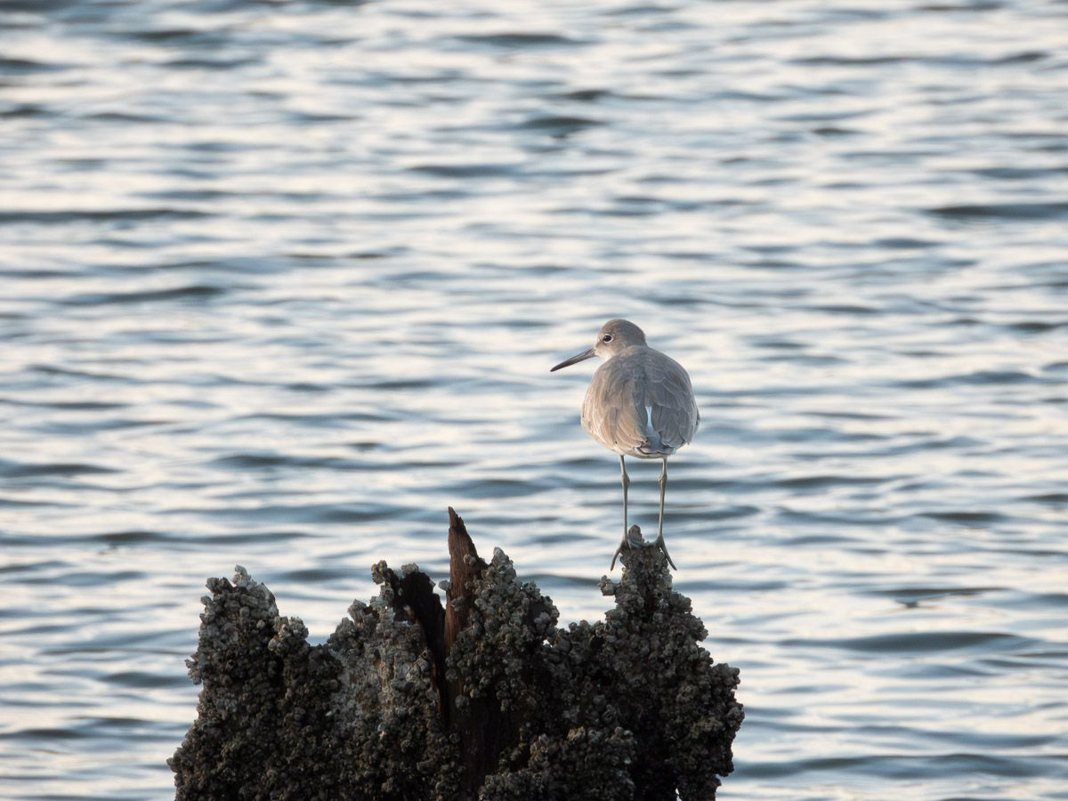 Willet