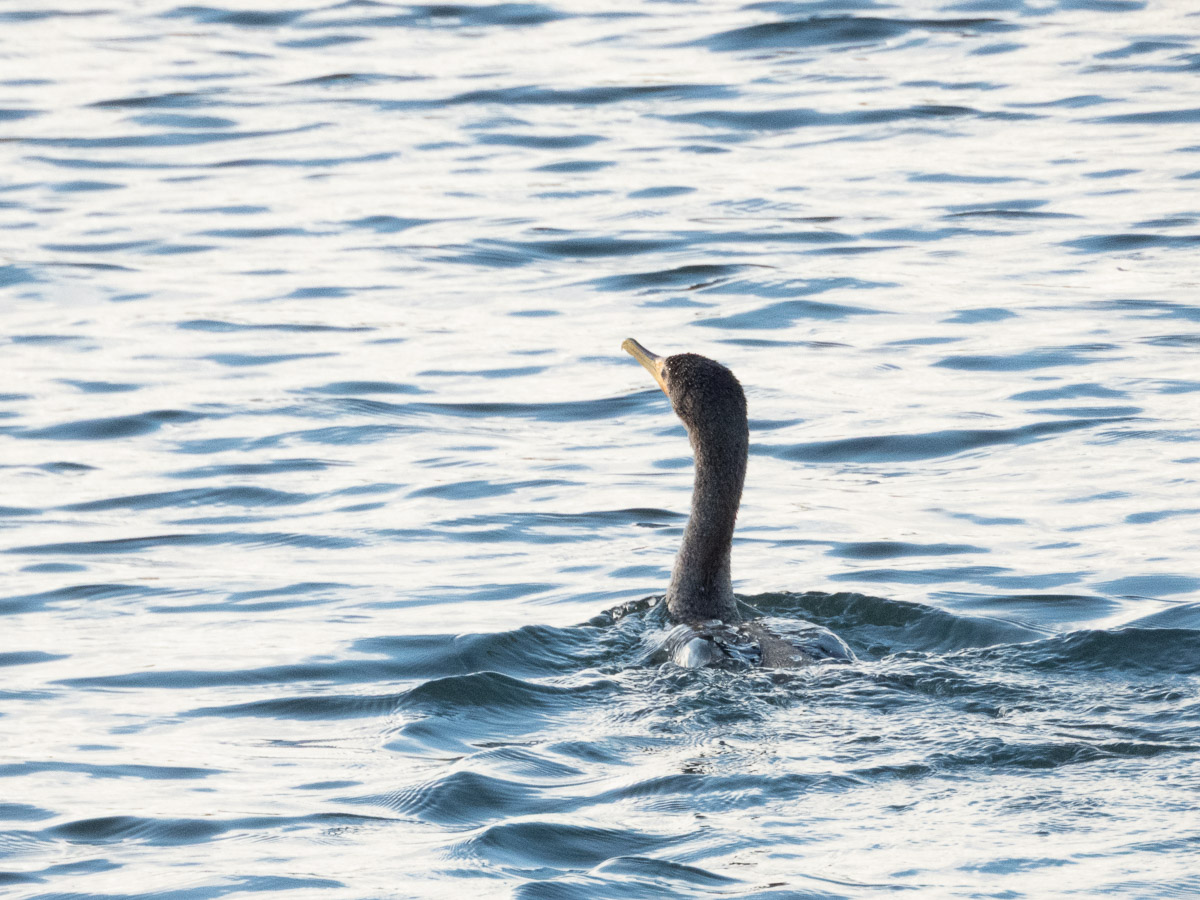 Double-Crested Cormorant