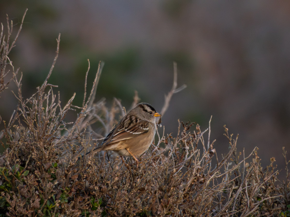 White-Crowned Sparrow