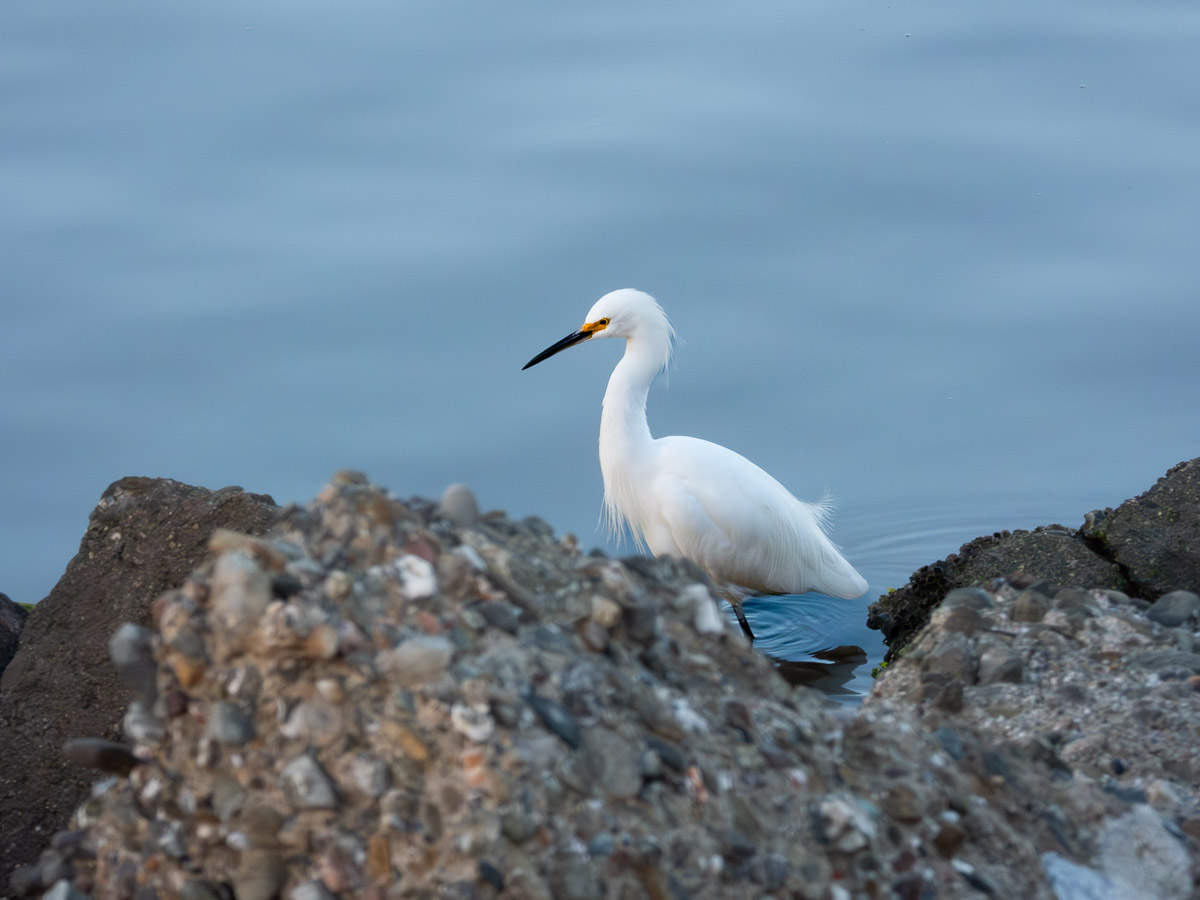 Snowy Egret