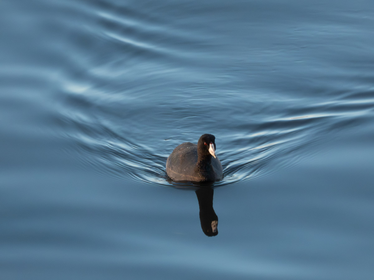 American Coot