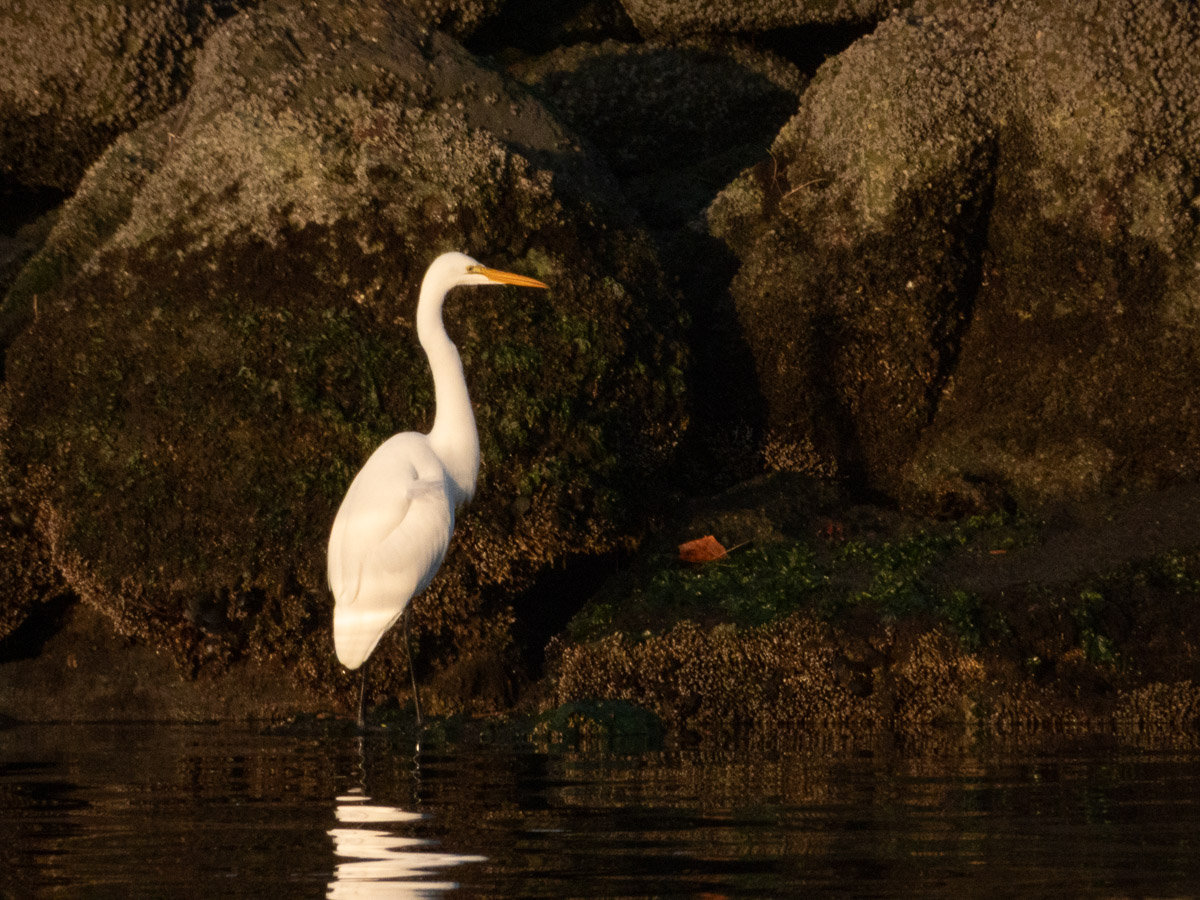 Great Egret