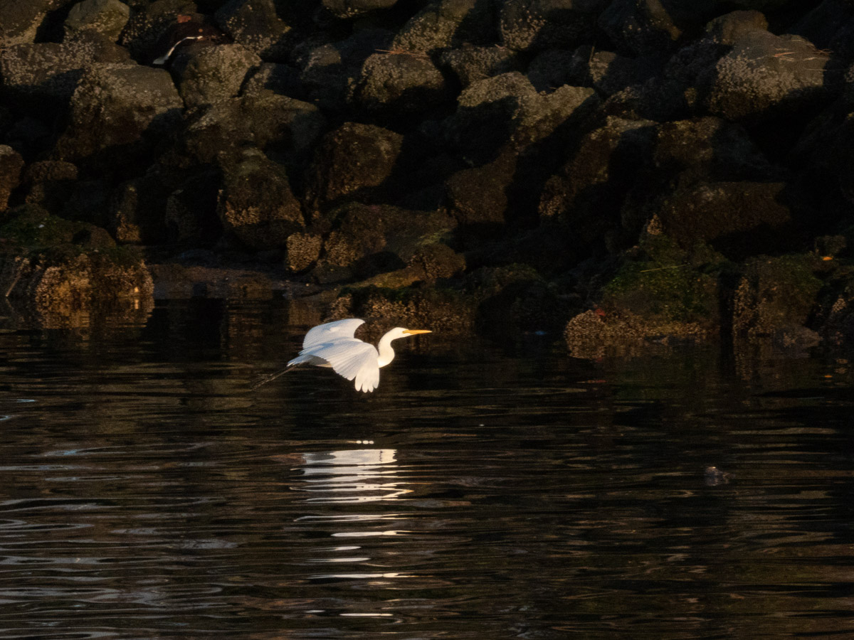 Great Egret