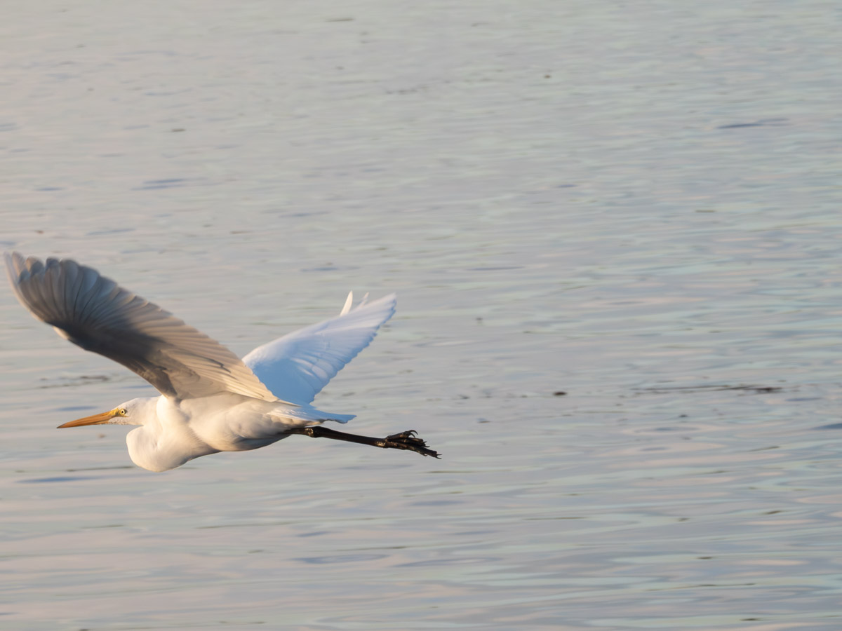 Great Egret