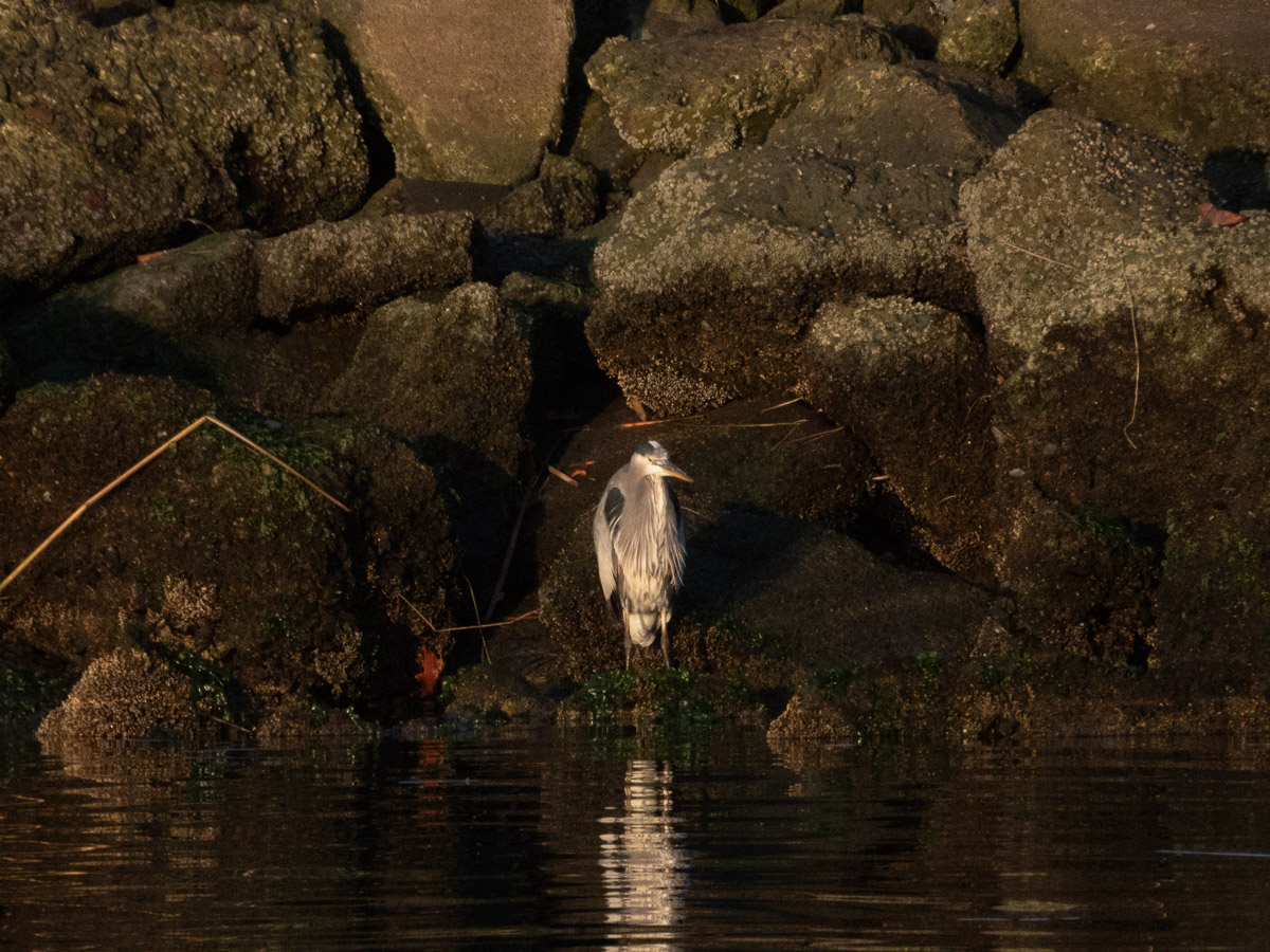 Great Blue Heron