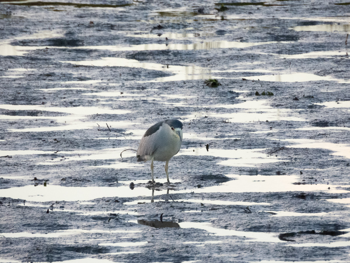 Black-Crowned Night Heron