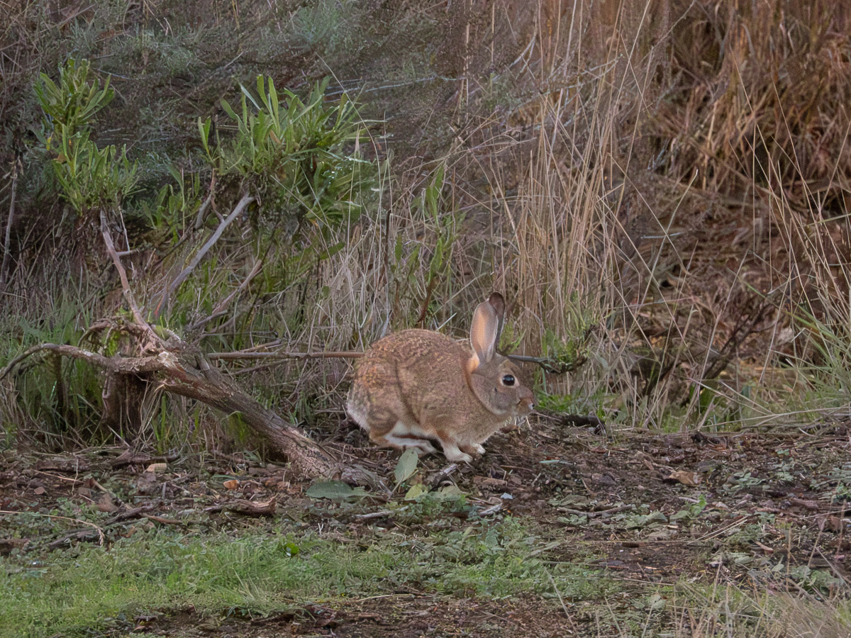 Brush Rabbit