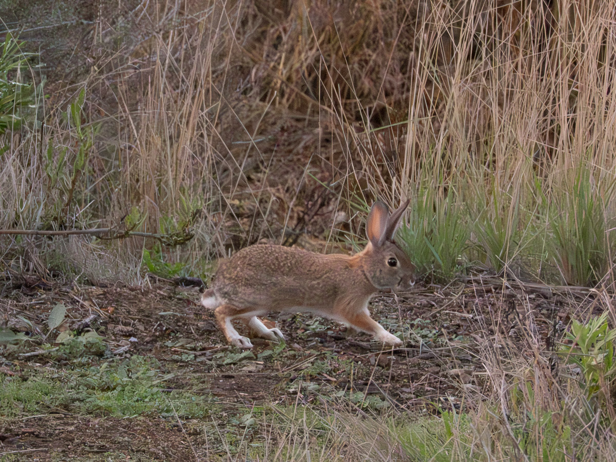 Brush Rabbit