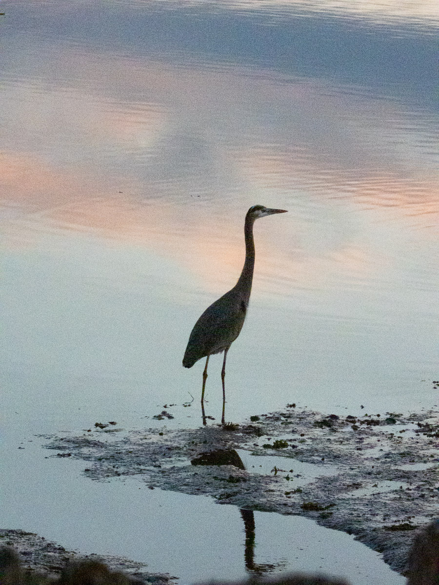 Great Blue Heron
