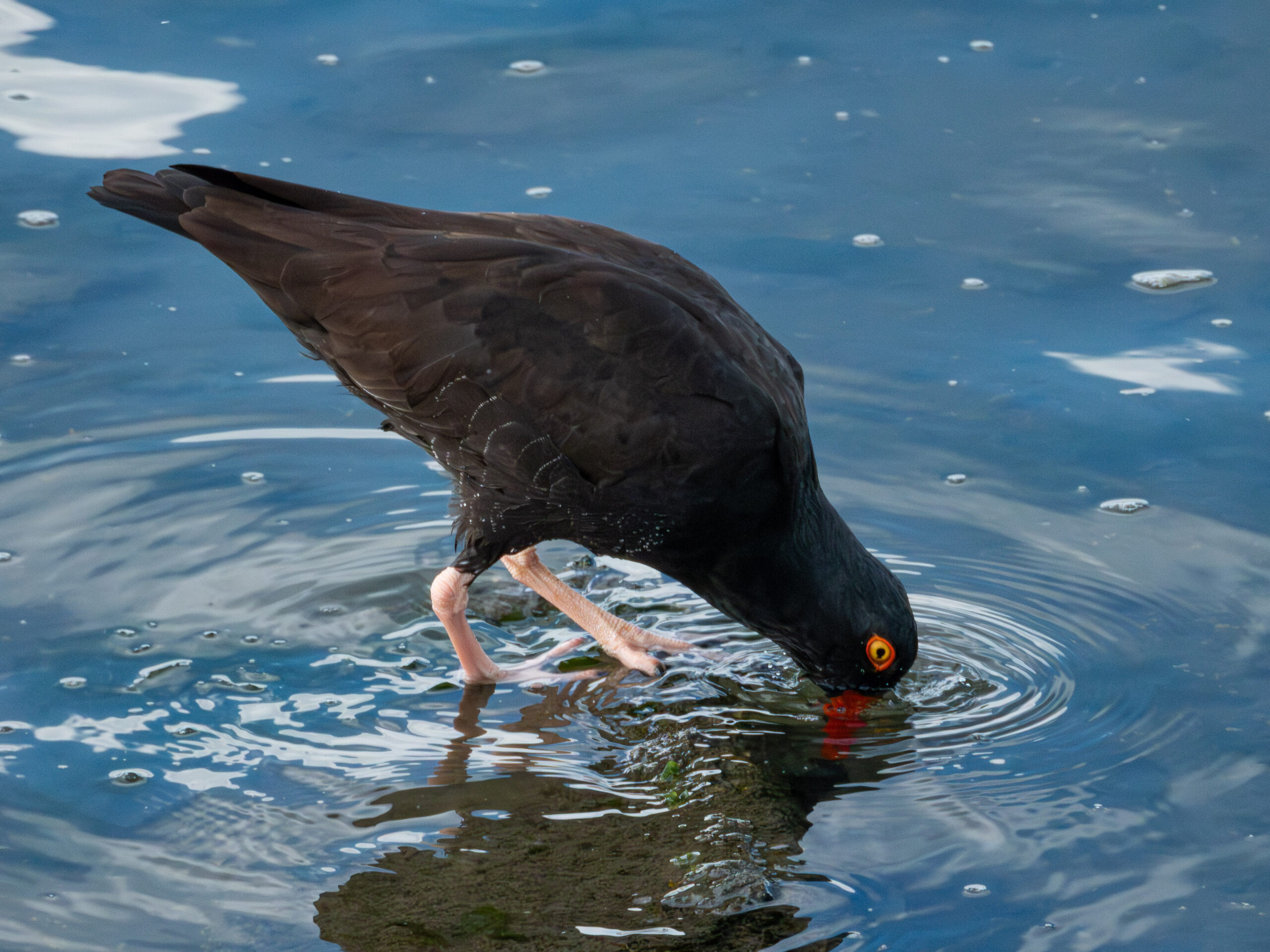 Black Oystercatcher