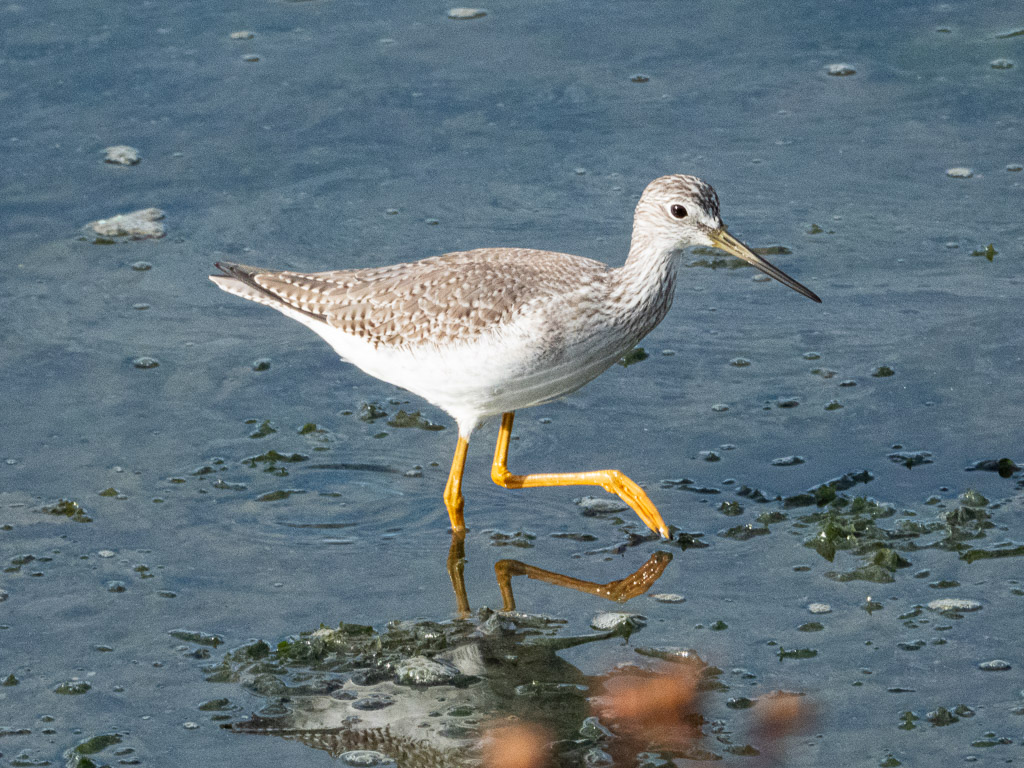 Greater Yellowlegs