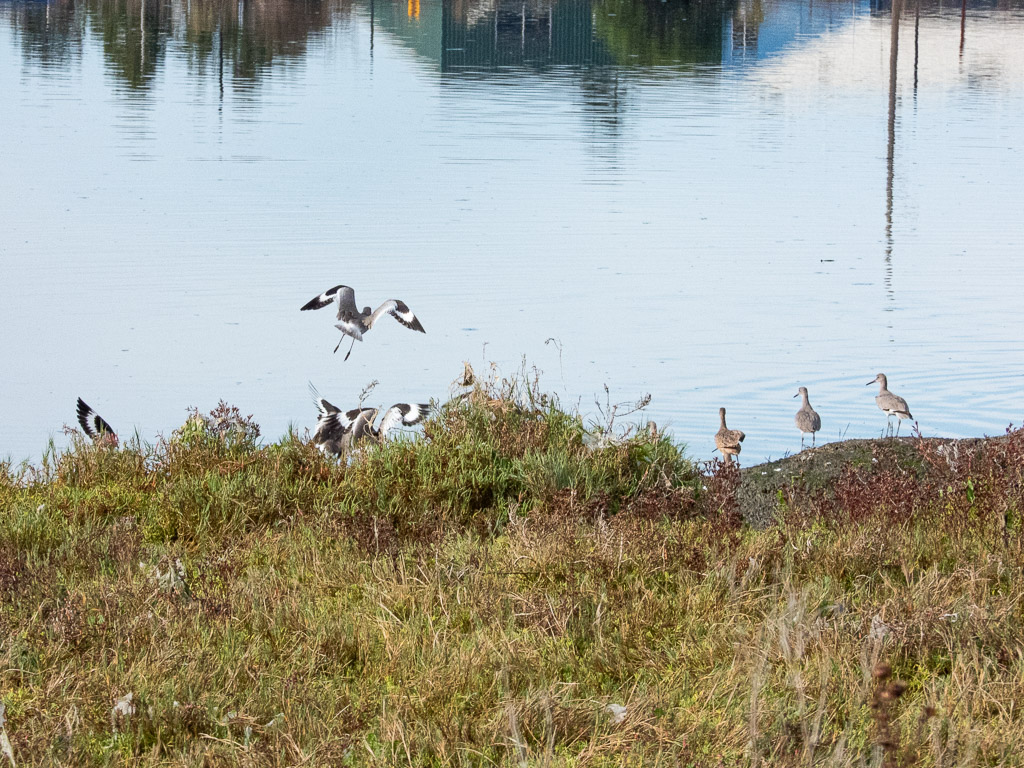 Willet