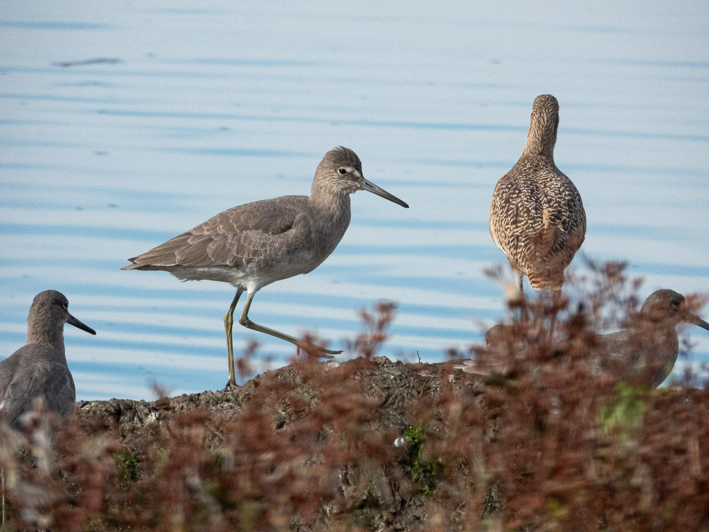 Willet