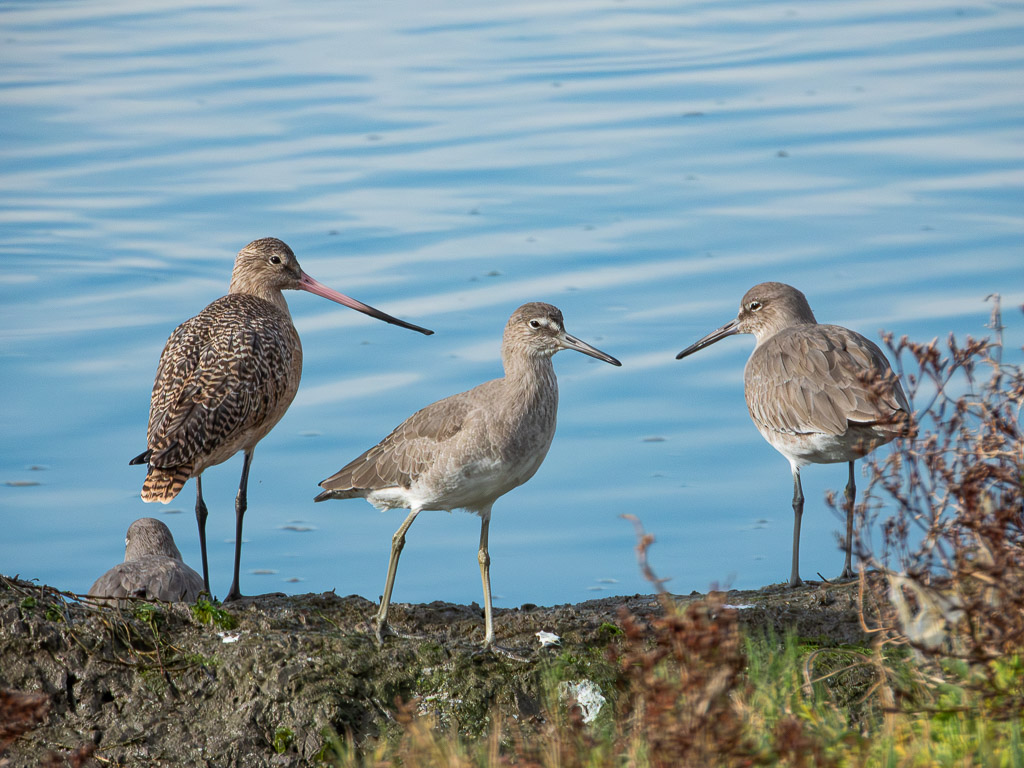Marbled Godwit