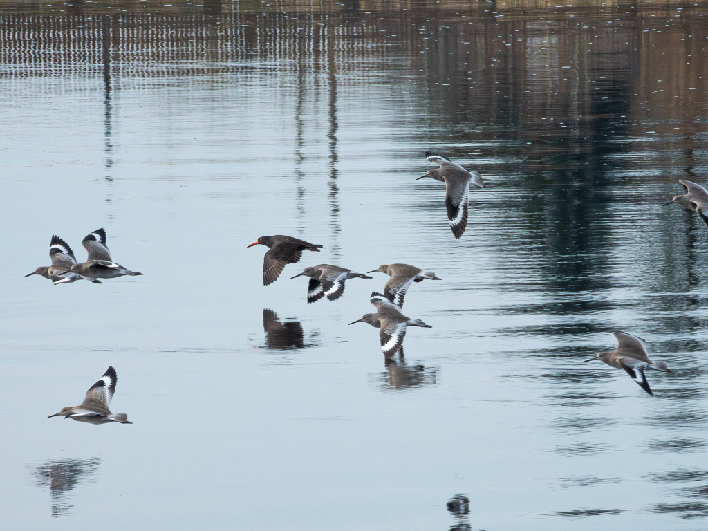 Willet