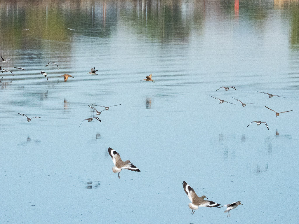 Willet
